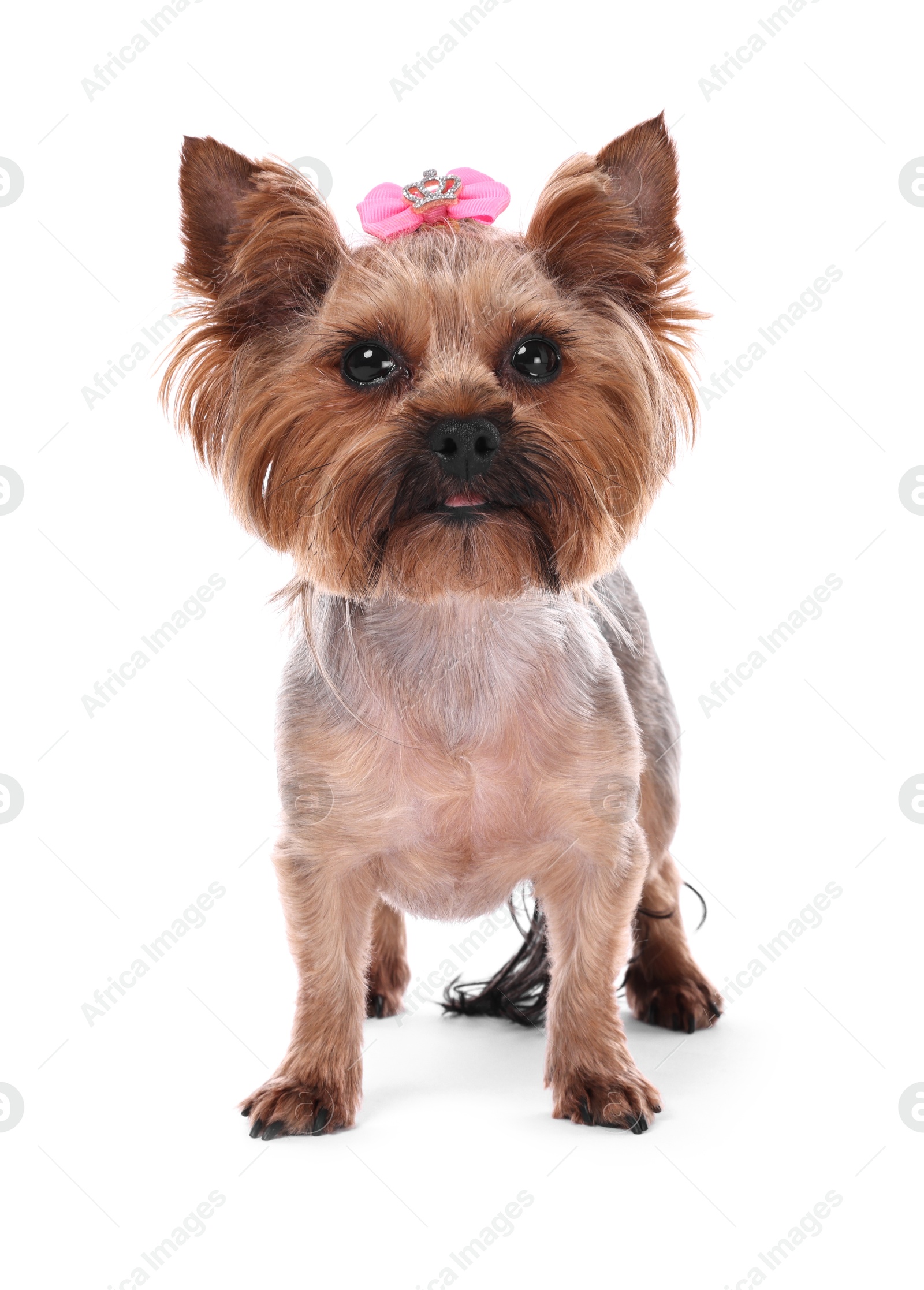 Photo of Cute Yorkshire Terrier dog isolated on white