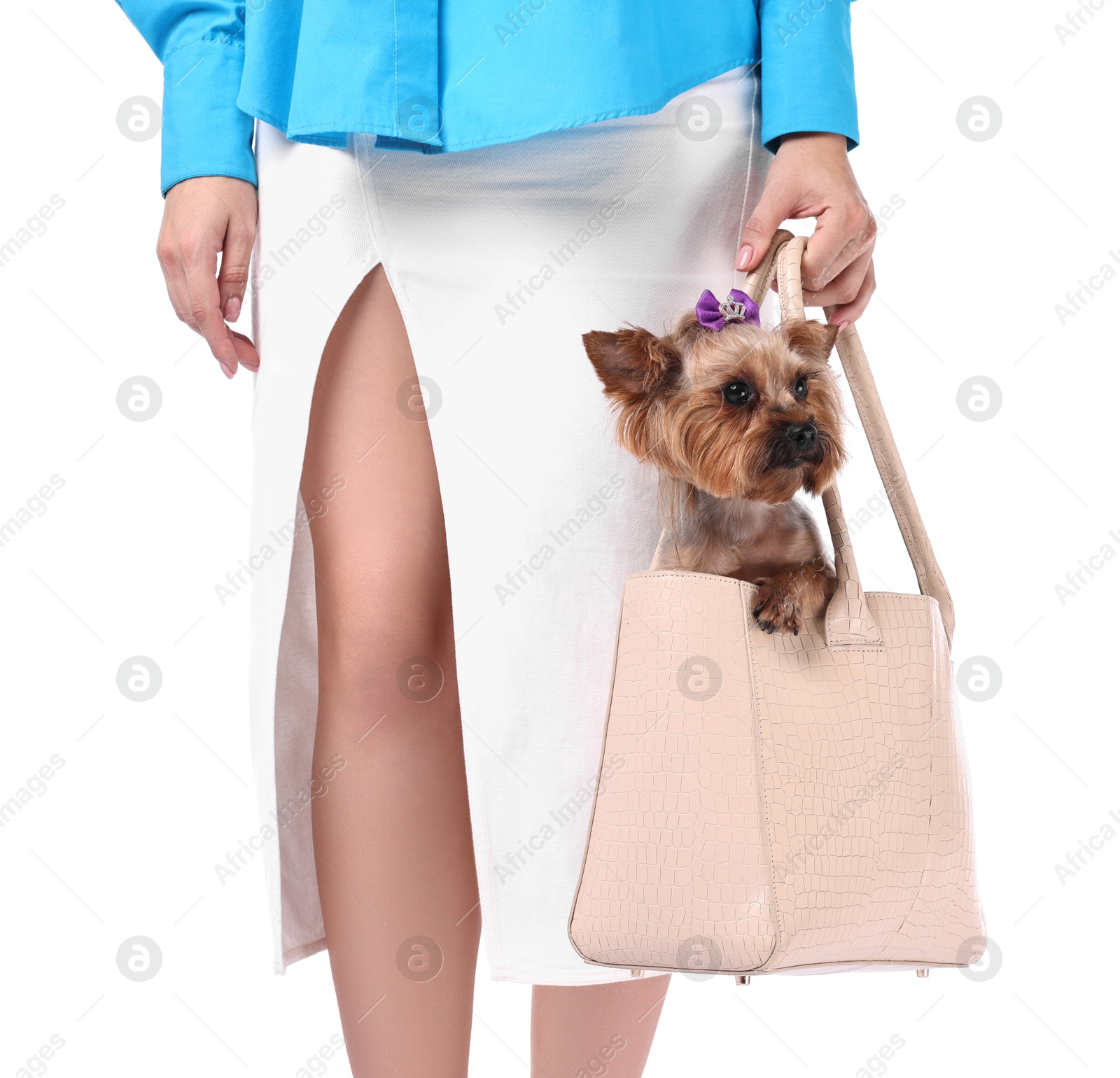 Photo of Woman carrying cute Yorkshire Terrier dog in bag isolated on white, closeup