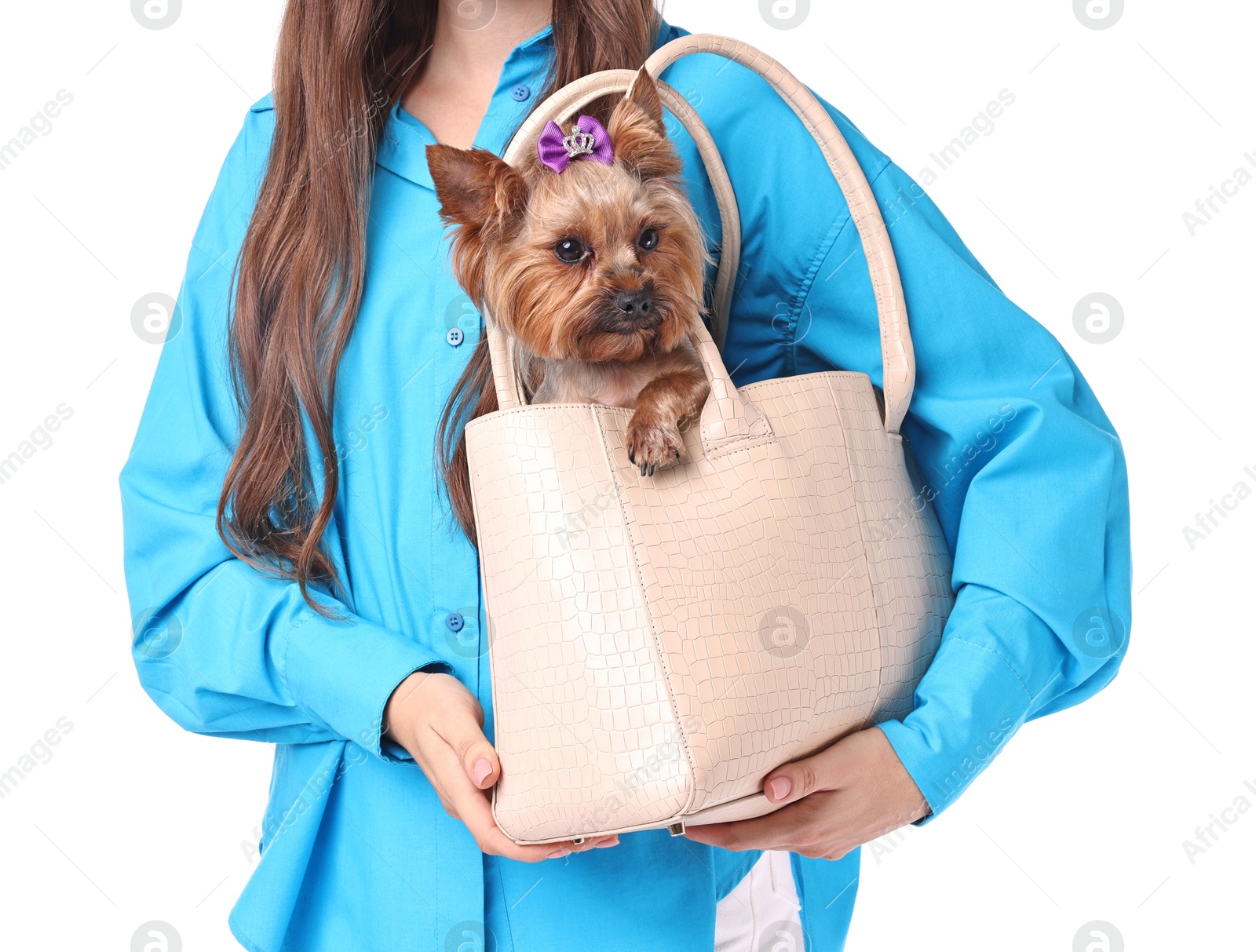 Photo of Woman carrying cute Yorkshire Terrier dog in bag isolated on white, closeup