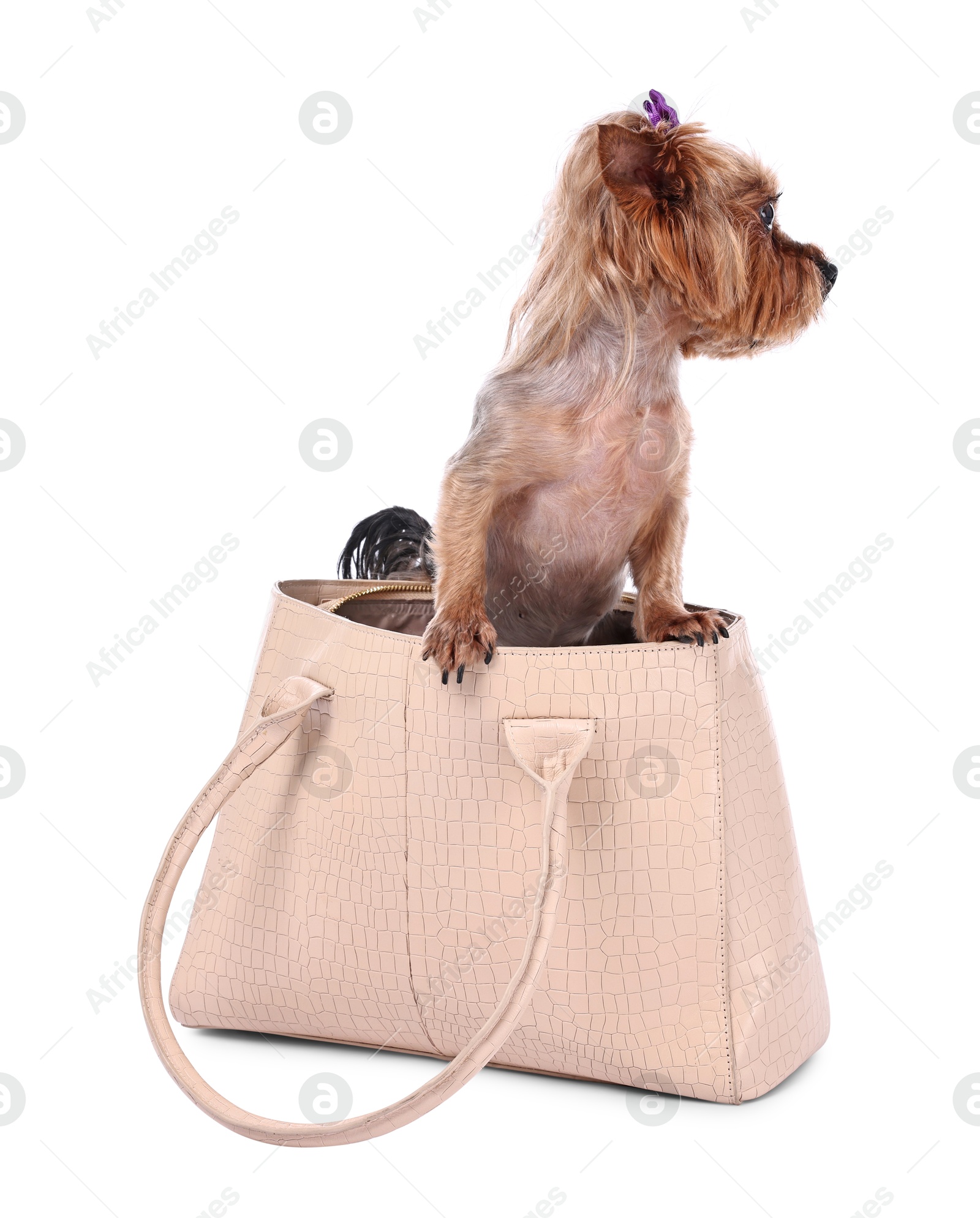 Photo of Cute Yorkshire Terrier dog in bag isolated on white