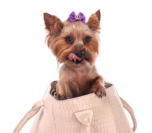 Photo of Cute Yorkshire Terrier dog in bag isolated on white