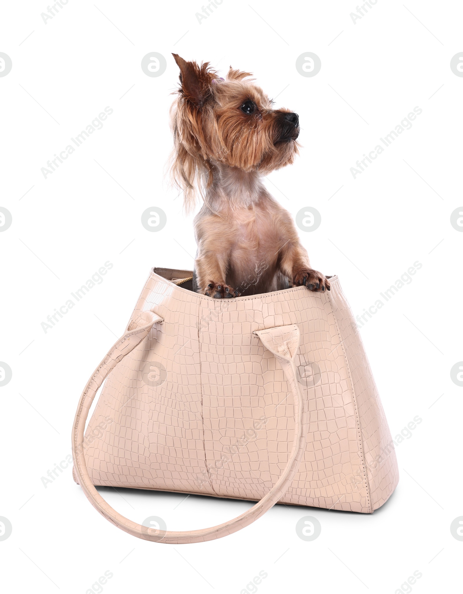 Photo of Cute Yorkshire Terrier dog in bag isolated on white