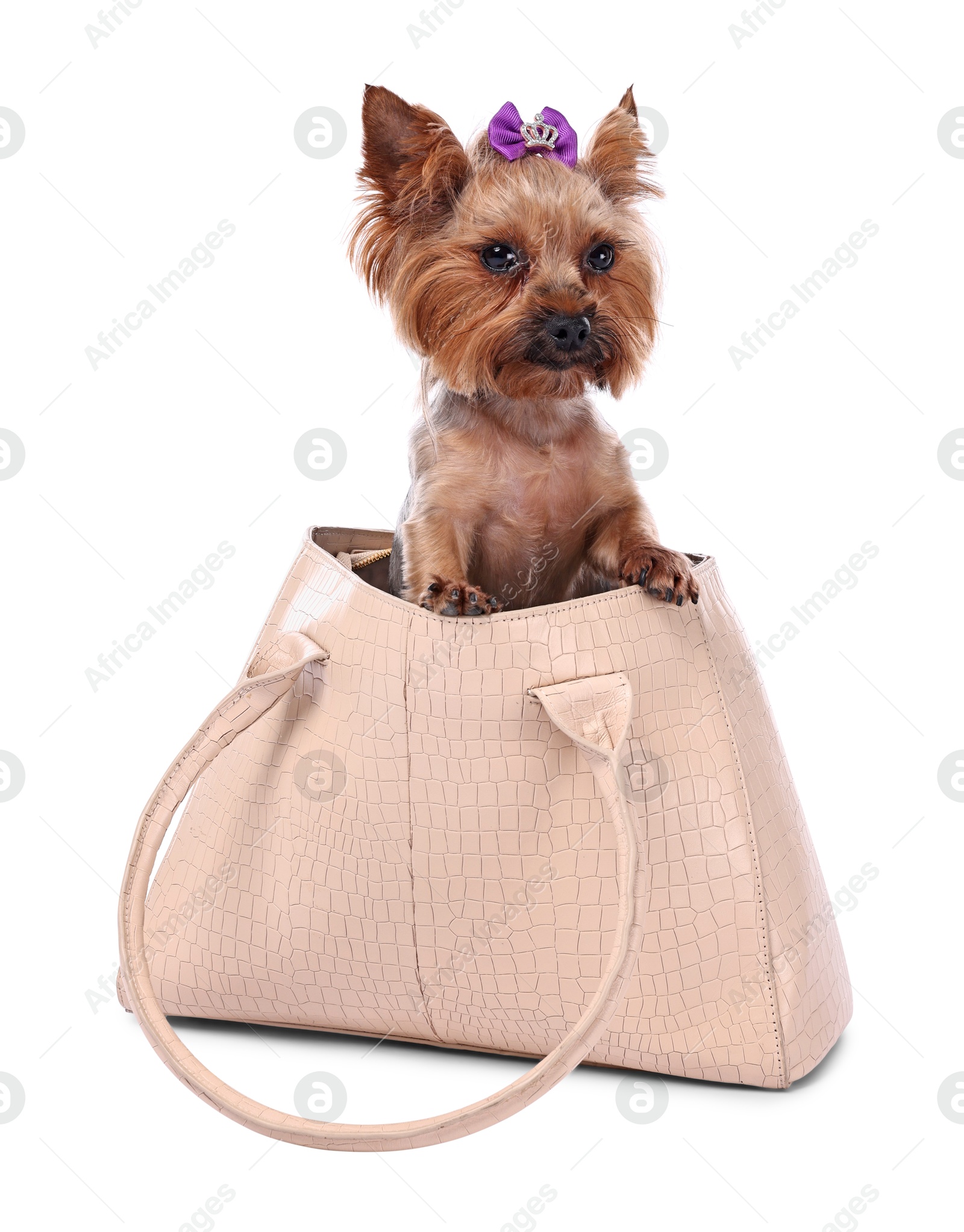 Photo of Cute Yorkshire Terrier dog in bag isolated on white