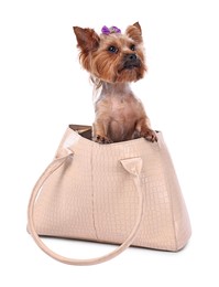 Photo of Cute Yorkshire Terrier dog in bag isolated on white