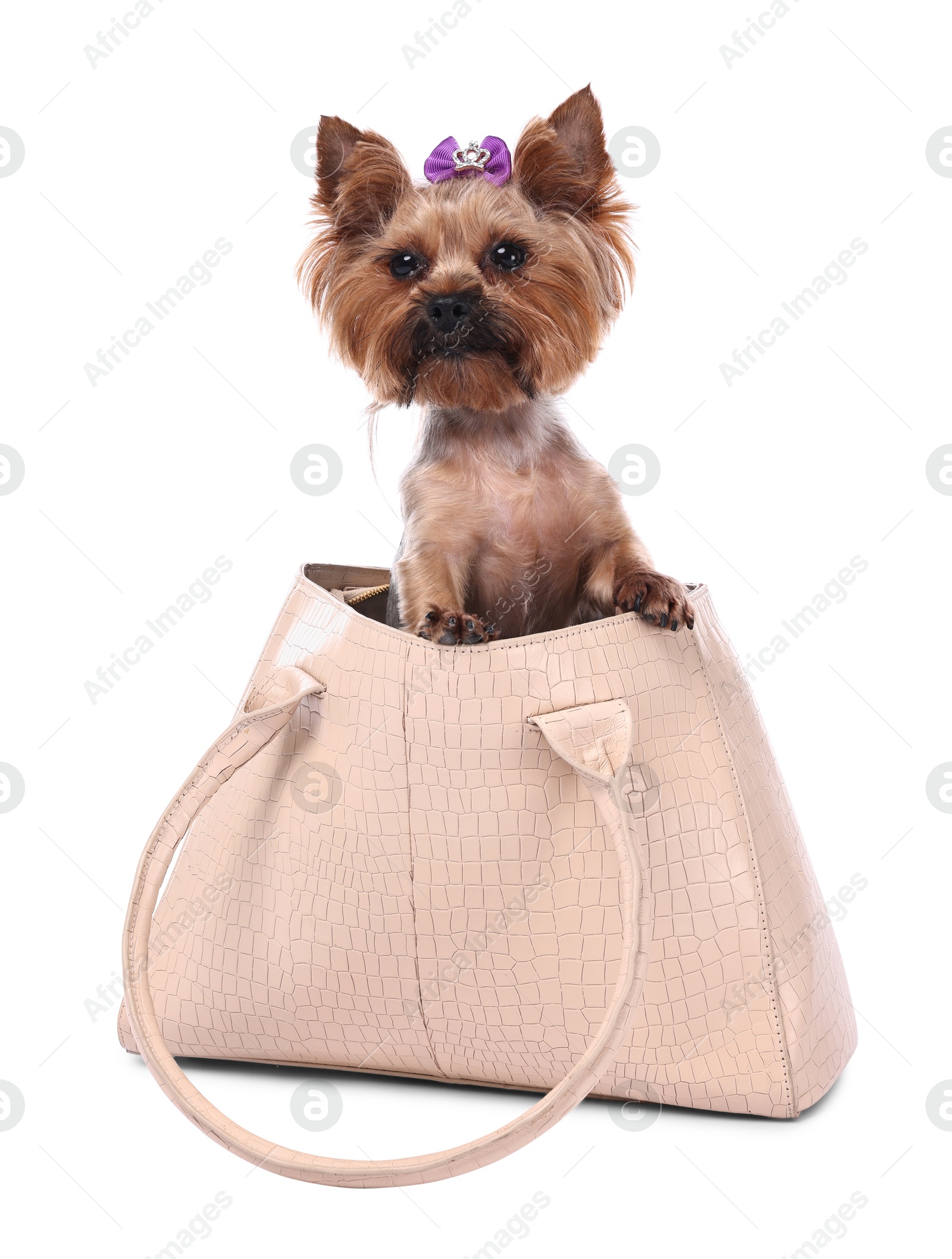 Photo of Cute Yorkshire Terrier dog in bag isolated on white