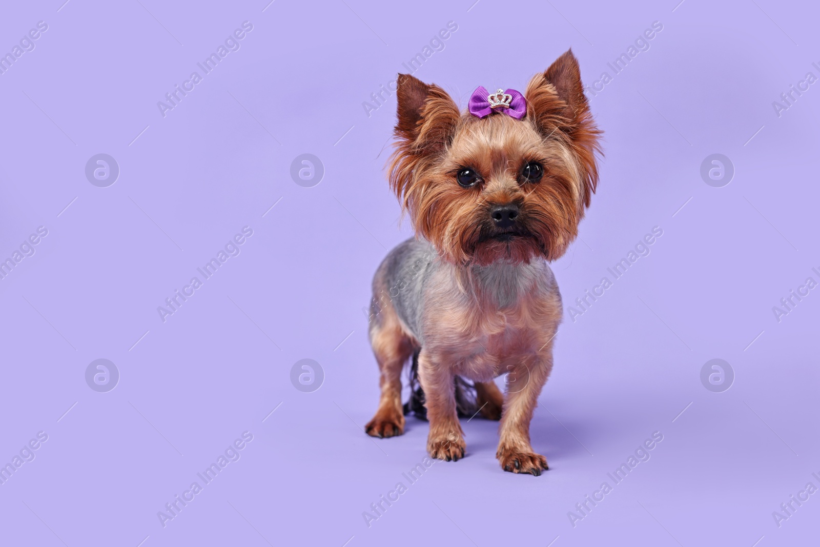 Photo of Cute Yorkshire Terrier dog on violet background