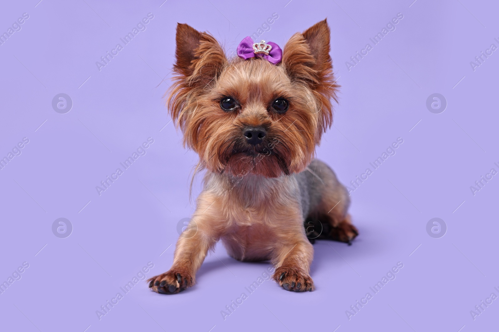 Photo of Cute Yorkshire Terrier dog on violet background