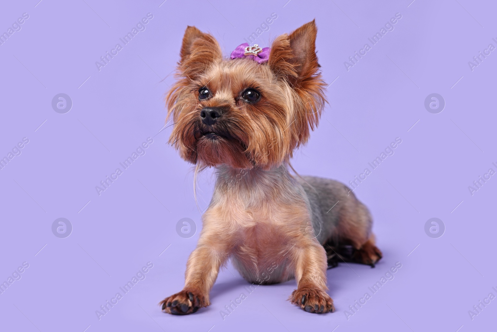 Photo of Cute Yorkshire Terrier dog on violet background