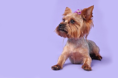 Photo of Cute Yorkshire Terrier dog on violet background, space for text