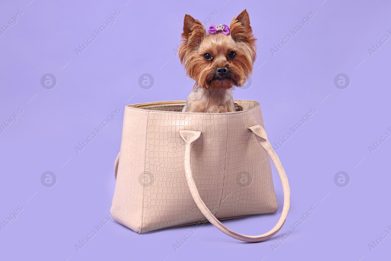 Photo of Cute Yorkshire Terrier dog in bag on violet background