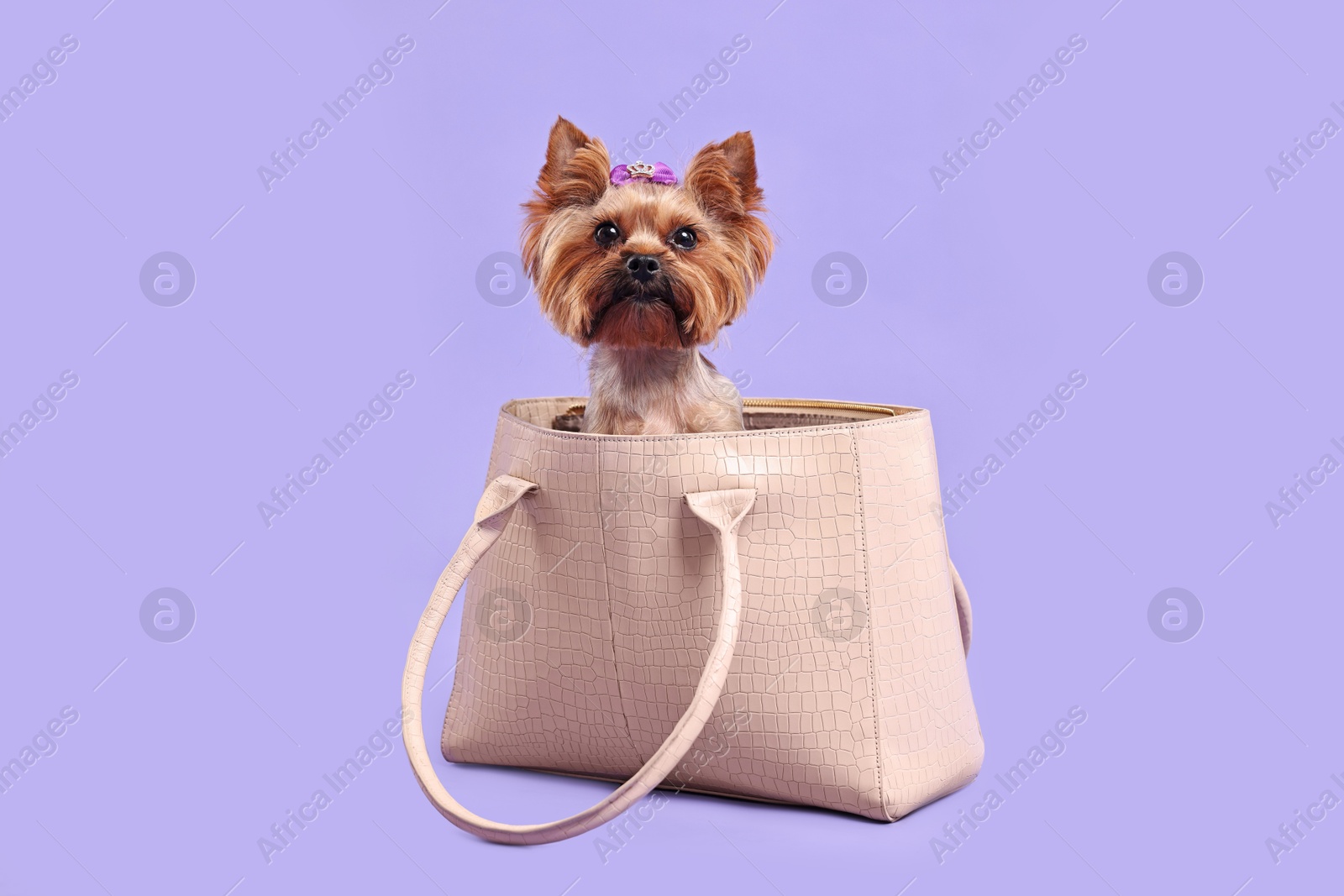 Photo of Cute Yorkshire Terrier dog in bag on violet background