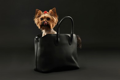 Photo of Cute Yorkshire Terrier dog in bag on black background