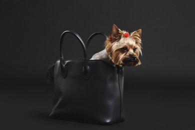 Photo of Cute Yorkshire Terrier dog in bag on black background