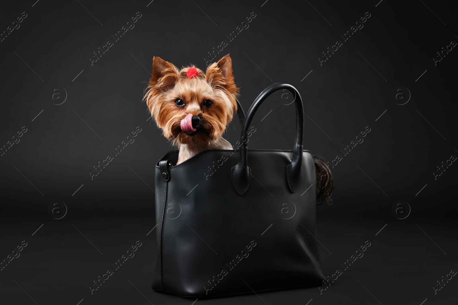 Photo of Cute Yorkshire Terrier dog in bag on black background