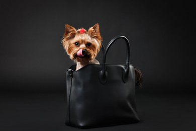 Photo of Cute Yorkshire Terrier dog in bag on black background