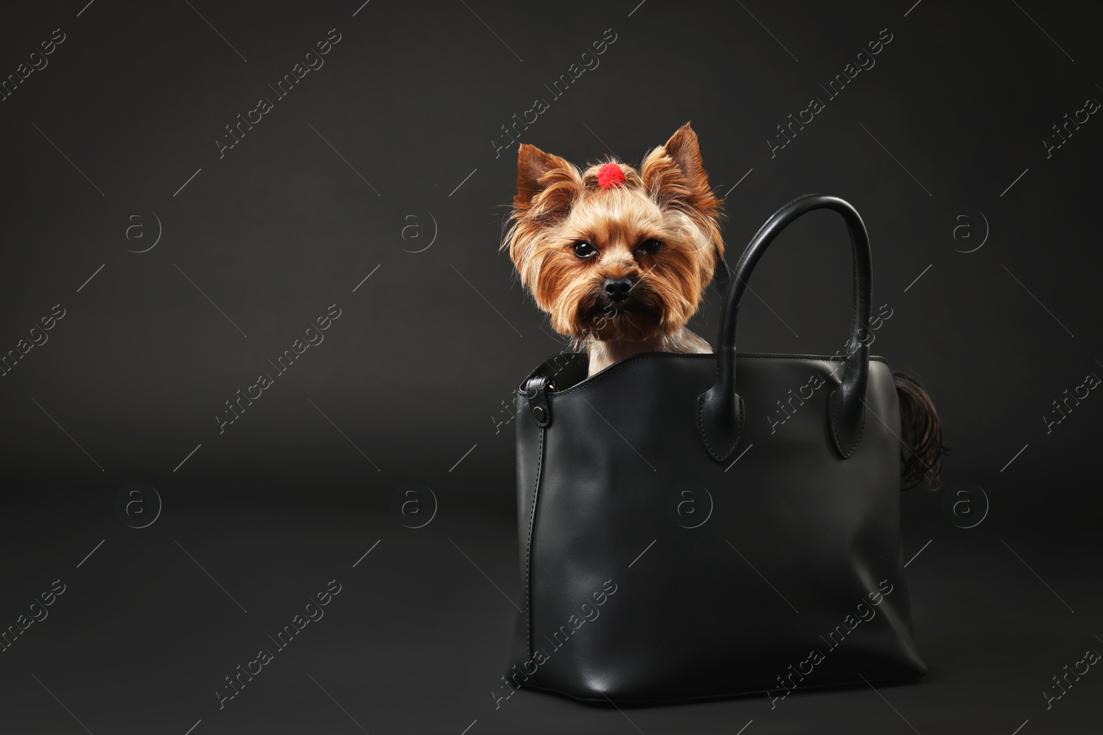 Photo of Cute Yorkshire Terrier dog in bag on black background, space for text