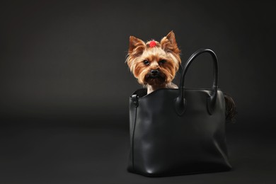 Photo of Cute Yorkshire Terrier dog in bag on black background, space for text