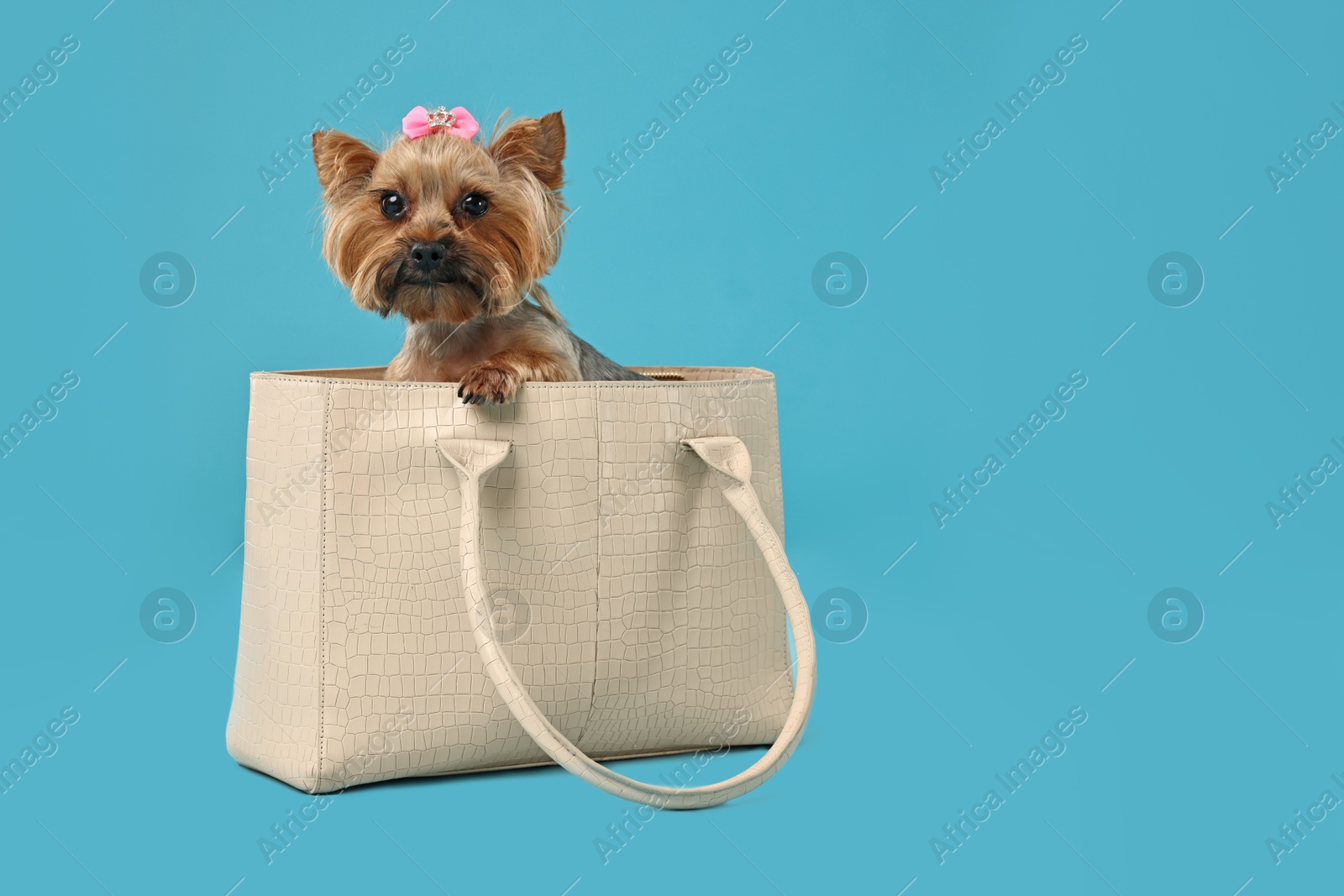 Photo of Cute Yorkshire Terrier dog in bag on light blue background, space for text