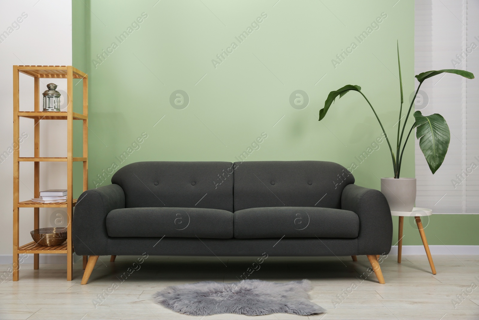 Photo of Stylish sofa, shelving unit and houseplant near green wall indoors