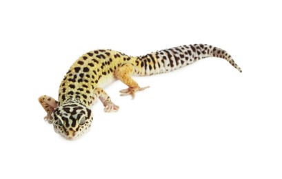 Photo of One beautiful gecko isolated on white. Exotic pet