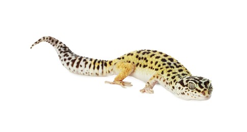 Photo of One beautiful gecko isolated on white. Exotic pet