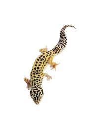 Photo of One gecko animal isolated on white, top view