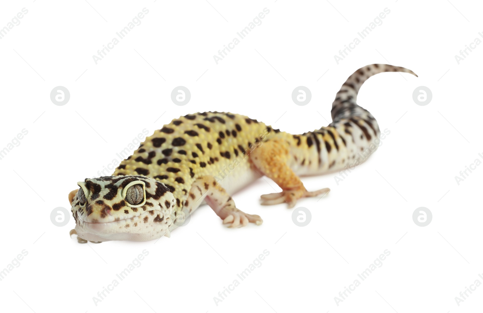 Photo of One beautiful gecko isolated on white. Exotic pet