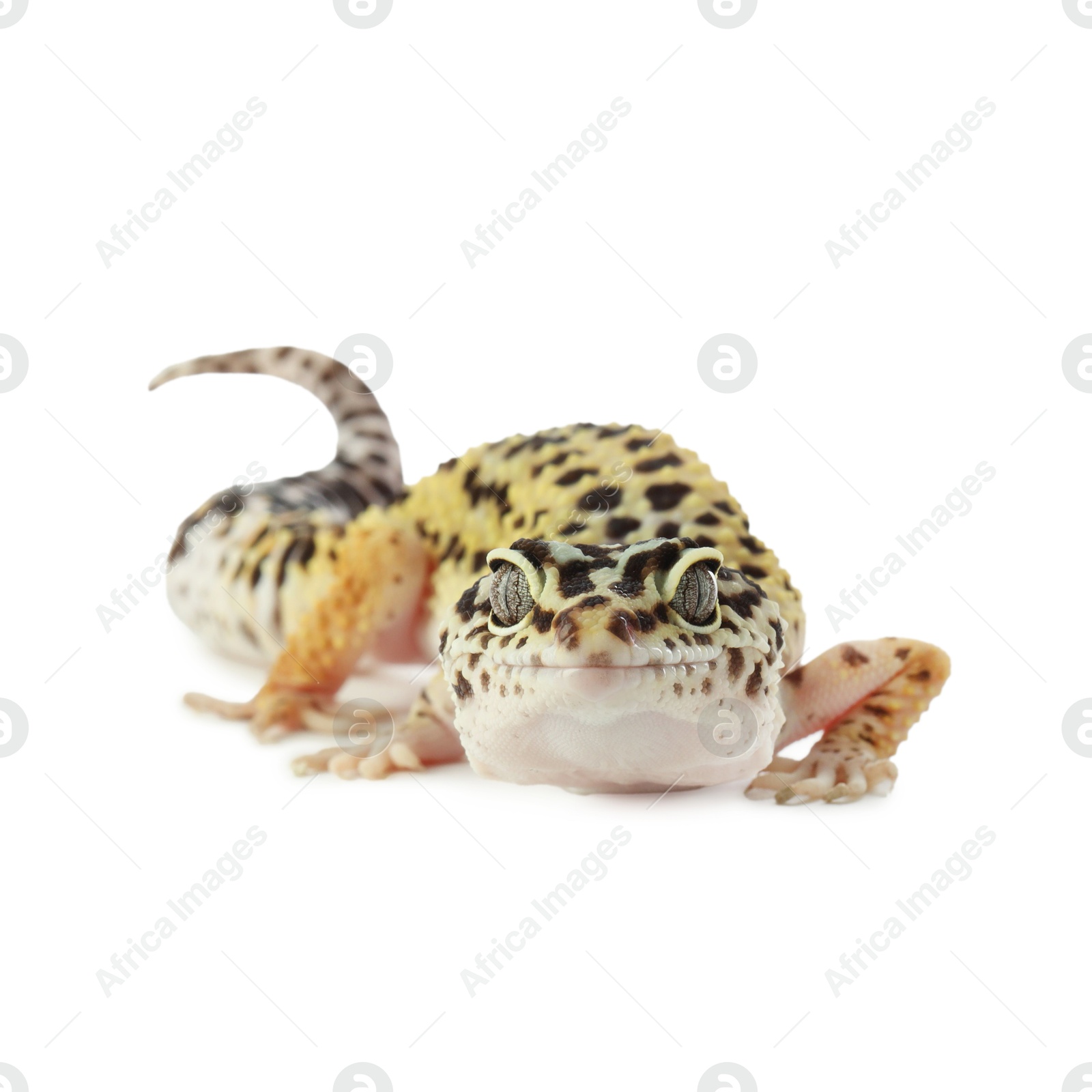 Photo of One beautiful gecko isolated on white. Exotic pet