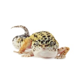 Photo of One beautiful gecko isolated on white. Exotic pet