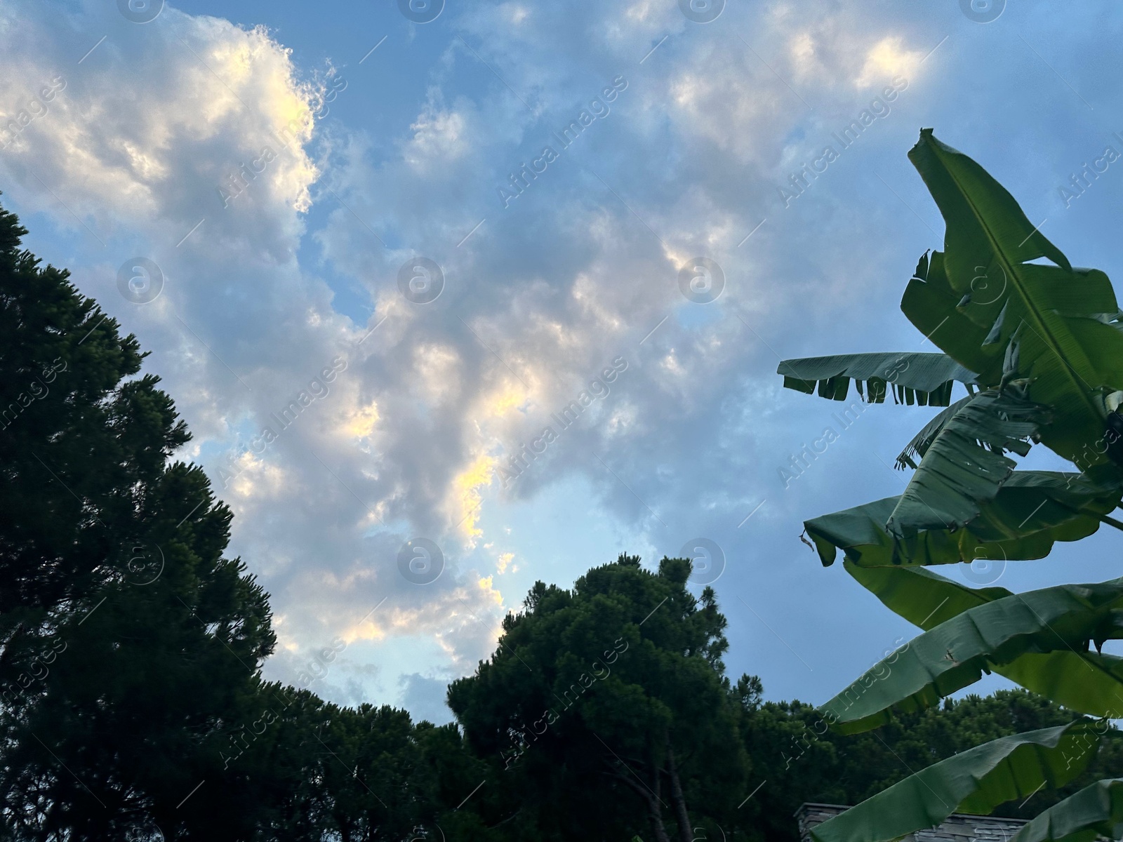 Photo of Beautiful trees against blue sky, low angle view