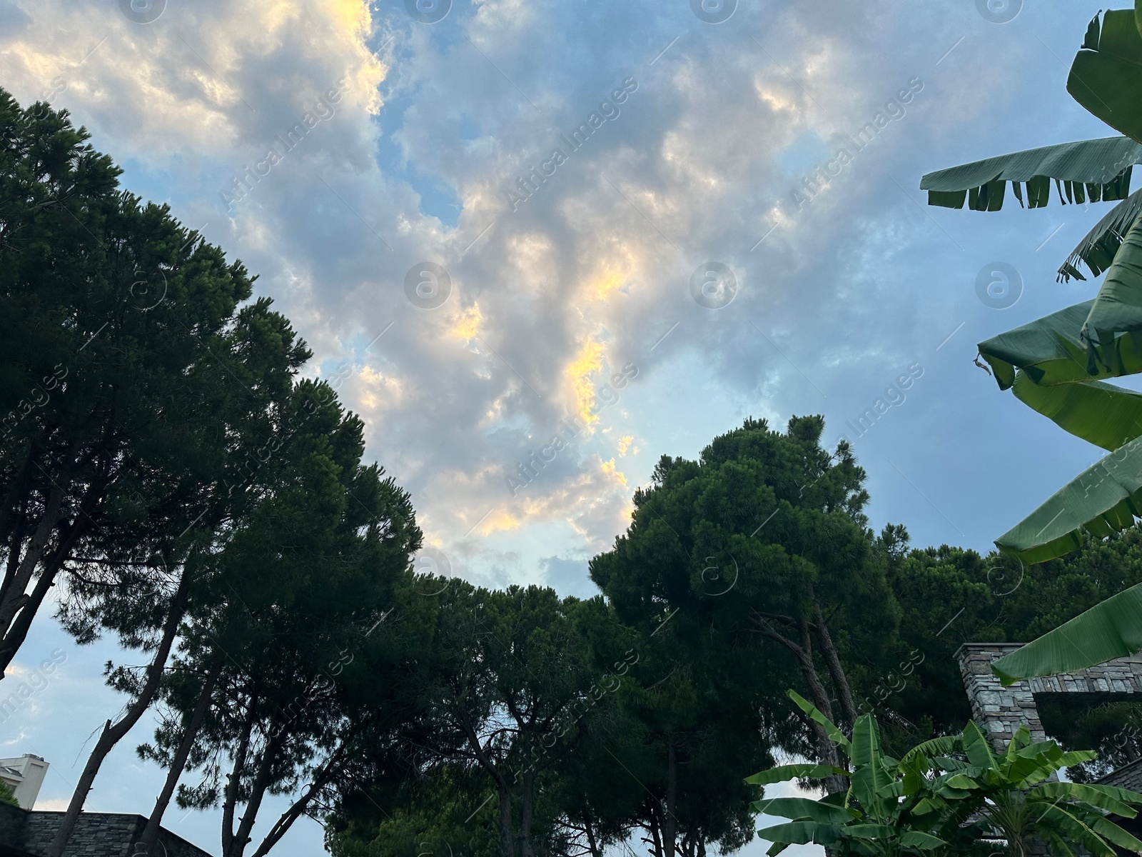 Photo of Beautiful trees against blue sky, low angle view