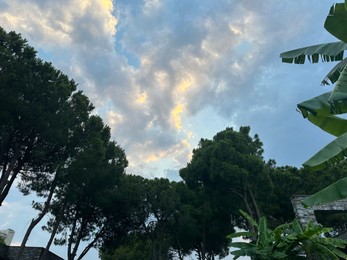 Photo of Beautiful trees against blue sky, low angle view