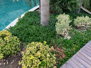 Photo of Beautiful green plants growing alongside pathway outdoors