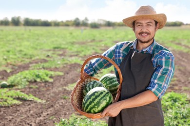 Photo of Man holding wicker basket with ripe watermelons in field, space for text