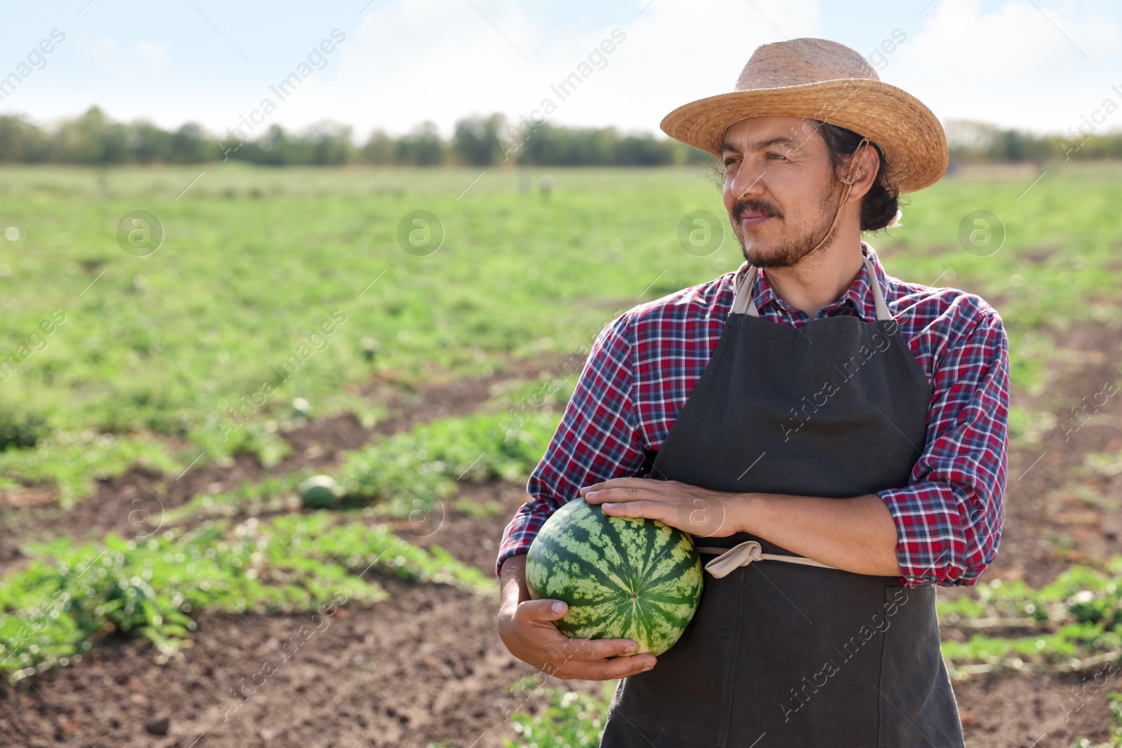 Photo of Man with ripe watermelon in field on sunny day, space for text