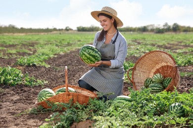 Photo of Woman picking ripe watermelons in field on sunny day