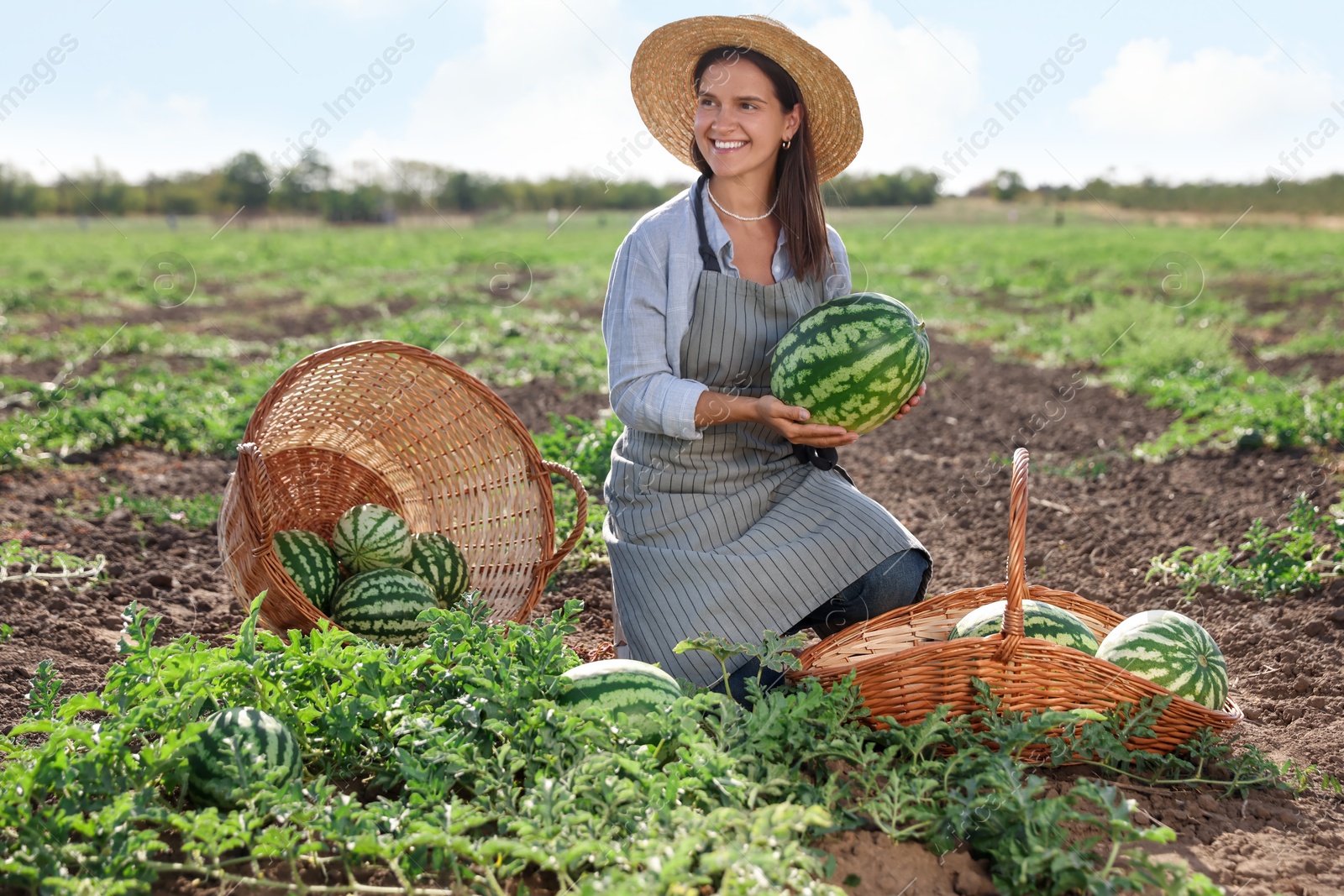 Photo of Woman picking ripe watermelons in field on sunny day