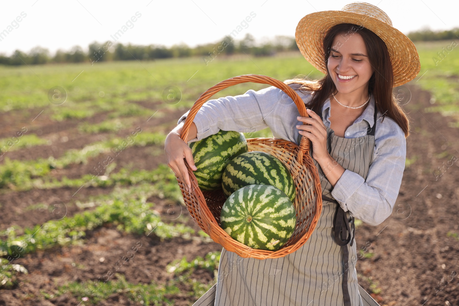 Photo of Woman holding wicker basket with ripe watermelons in field