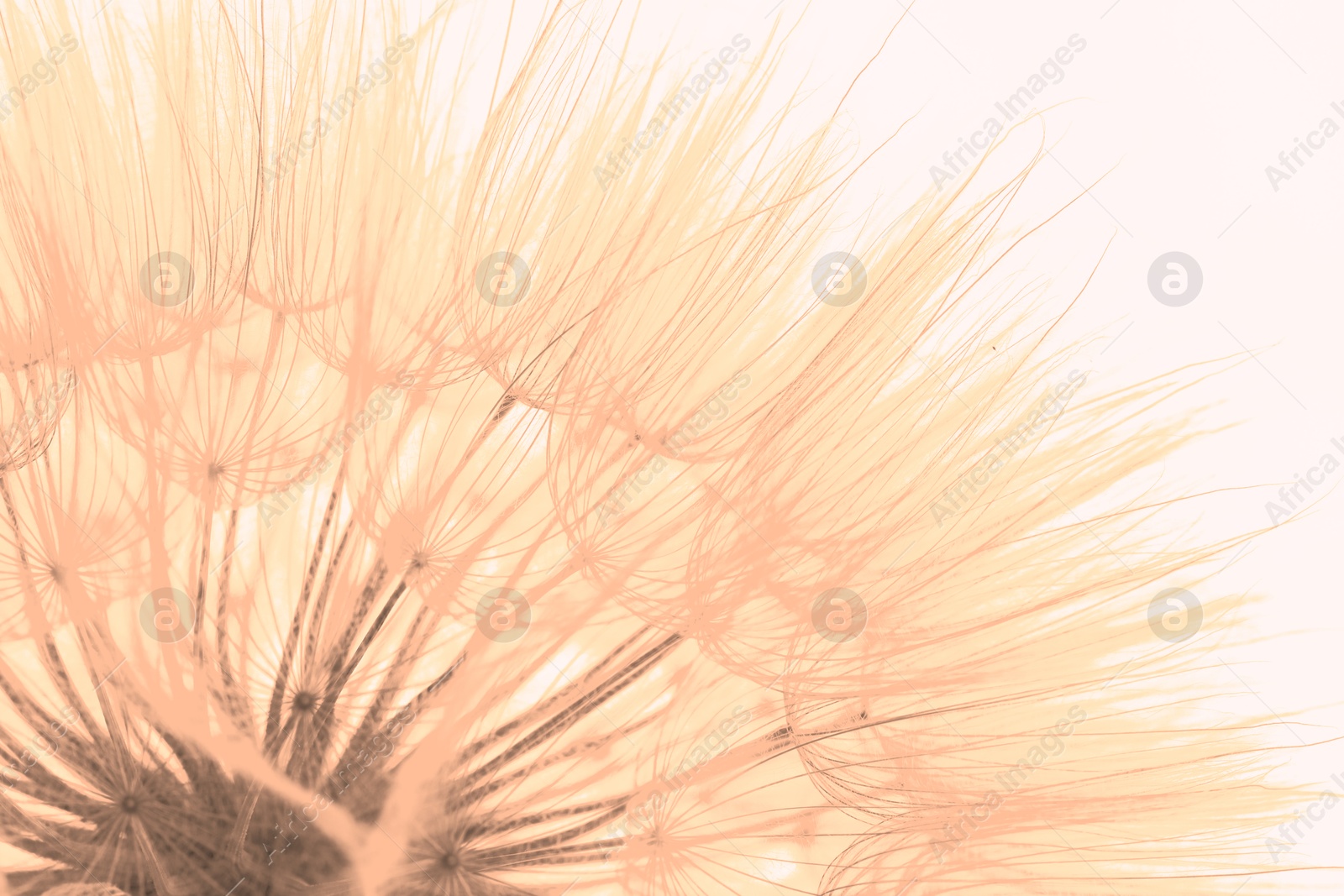 Image of Beautiful fluffy dandelion flower on beige background, closeup