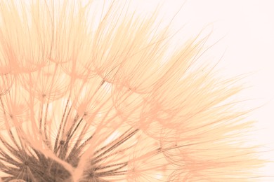 Image of Beautiful fluffy dandelion flower on beige background, closeup