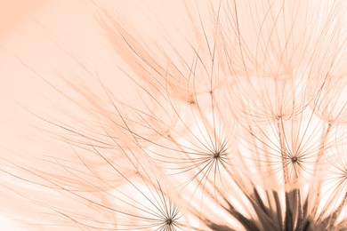 Image of Beautiful fluffy dandelion flower on beige background, closeup