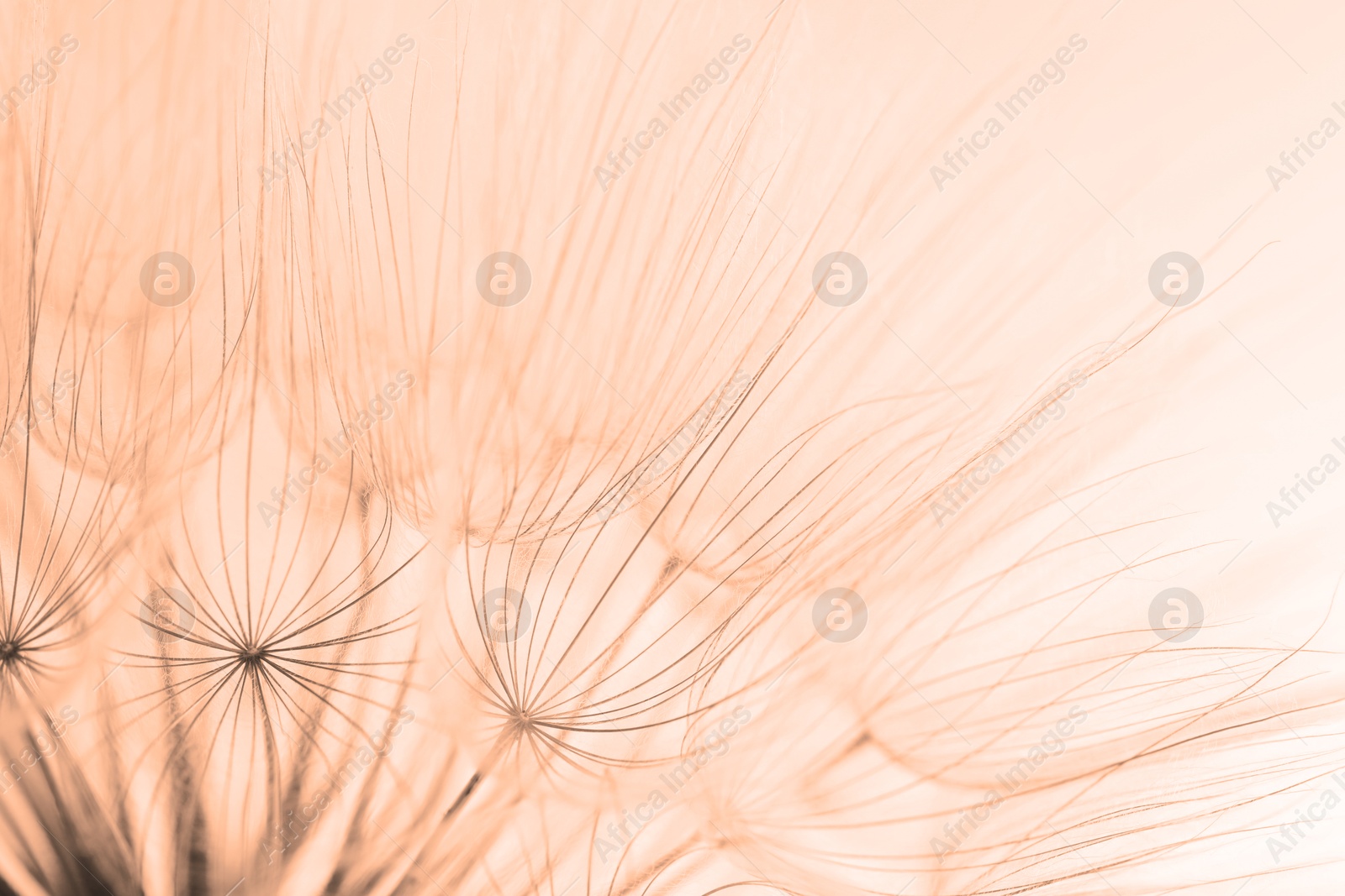 Image of Beautiful fluffy dandelion flower on beige background, closeup