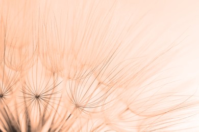 Image of Beautiful fluffy dandelion flower on beige background, closeup