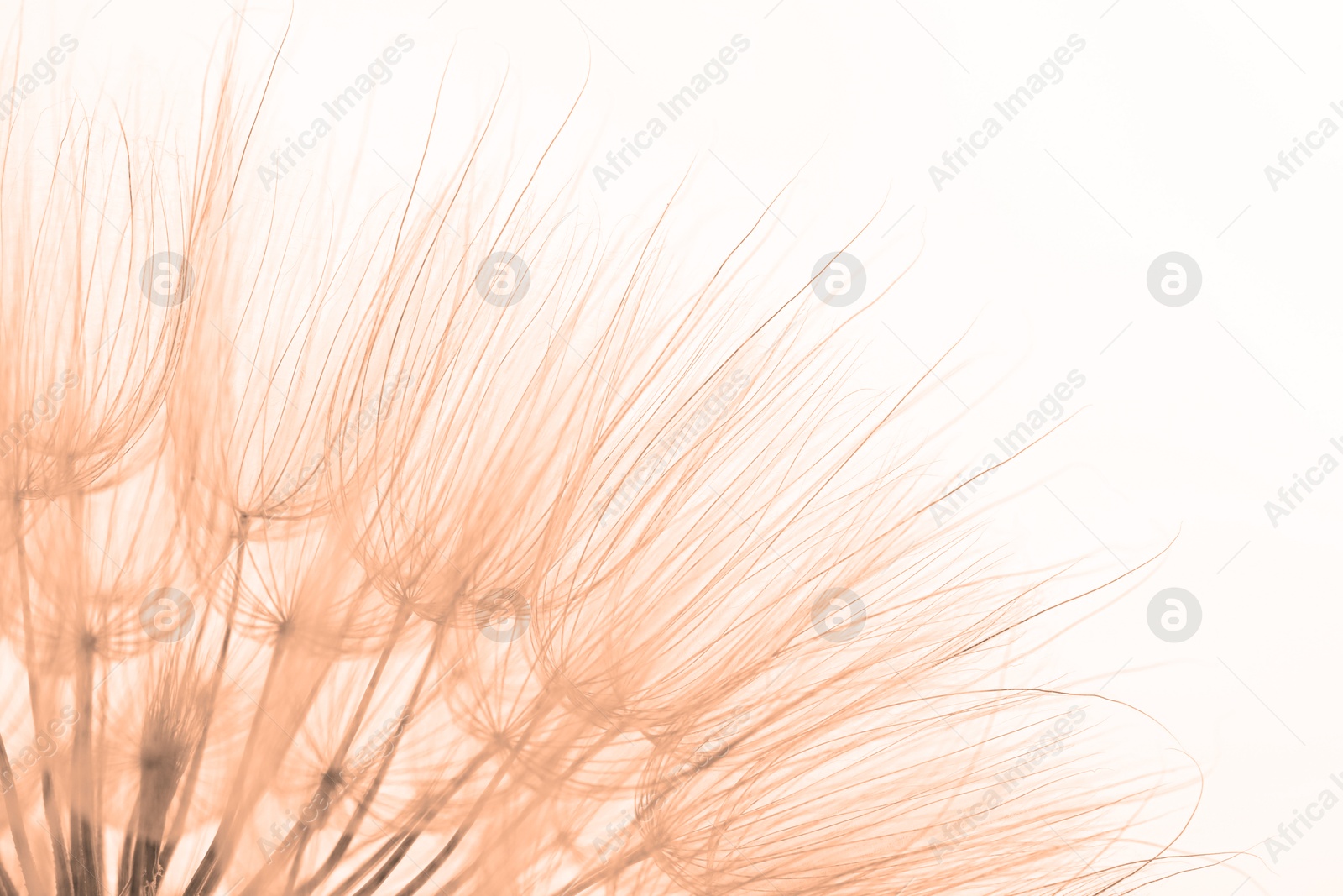 Image of Beautiful fluffy dandelion flower on beige background, closeup