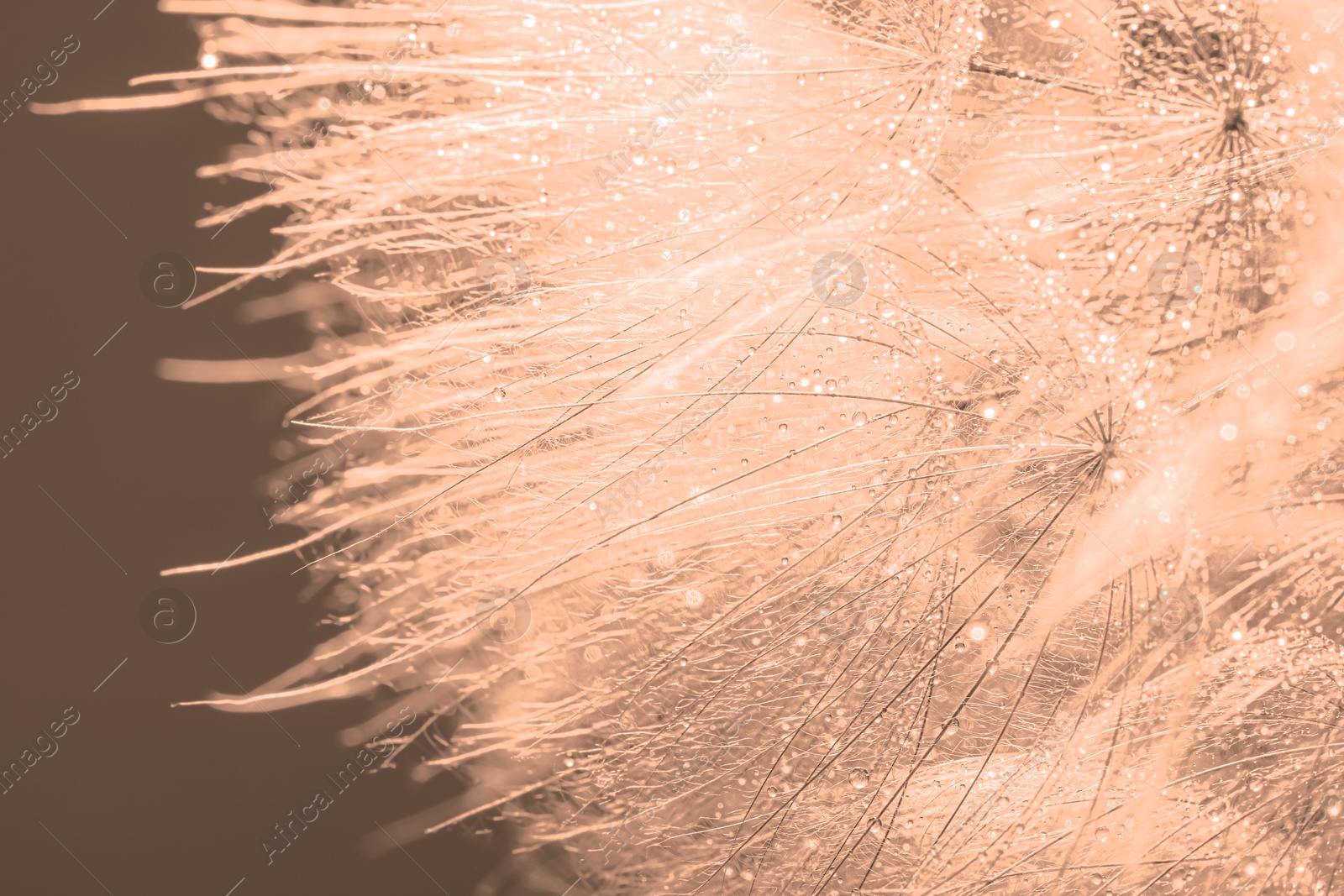 Image of Beautiful fluffy dandelion flower with water drops on dark beige background, closeup