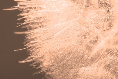 Image of Beautiful fluffy dandelion flower with water drops on dark beige background, closeup