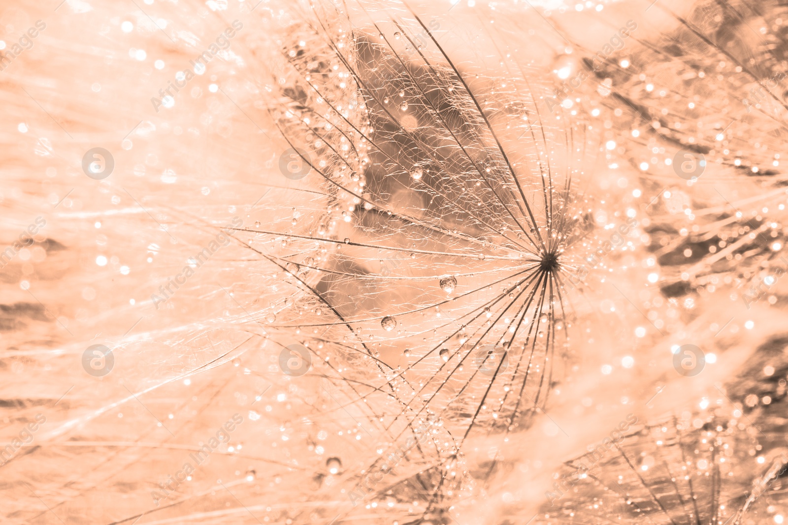 Image of Beautiful fluffy dandelion flower with water drops, closeup