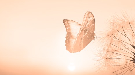 Image of Beautiful butterfly and delicate fluffy dandelion at sunset, toned in peach fuzz color