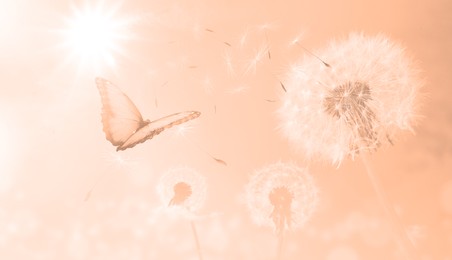 Image of Beautiful butterfly and delicate fluffy dandelions, toned in peach fuzz color