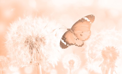 Image of Beautiful butterfly and delicate fluffy dandelions, toned in peach fuzz color